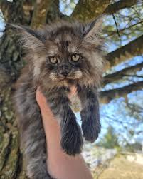Action Farms Maine Coons added...
