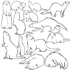 Ferret Sketches Ferret Tattoo Ferret Pet Ferret