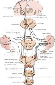 Image result for Cerebellar Function Test