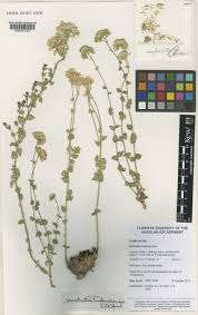 Image result for Criscianthus