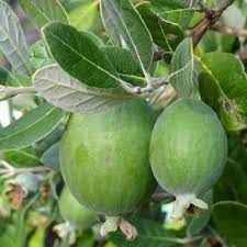 Growing fruit trees is a great way to start a small backyard food forest that will feed your family for years to come. Go Gardening Helping New Zealand Grow Garden Inspiration Tips And Advice From The Expert