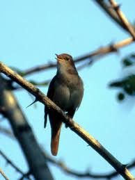 Der name des besonders nachts singenden vogels ahd. Nachtigall Medienwerkstatt Wissen C 2006 2021 Medienwerkstatt