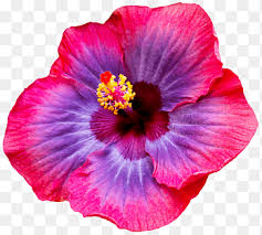 Tropical flowers tropical flower tattoos hawaiian flowers hibiscus flowers exotic flowers purple flower outline tattoo drawing sketches art drawings arte popular hibiscus flowers coloring. Flower Pink And Purple Hibiscus Png Pngegg