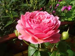 Куст этой розы густой, сильнорослый, с изящно поникающими побегами. Buy Princess Alexandra Of Kent English Rose Agel Rosen