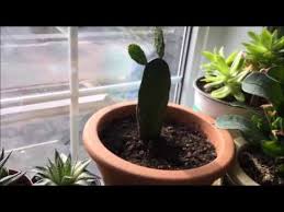 Learn to grow prickly pear cactus. Opuntia Prickly Pear Care And Update Youtube