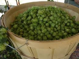 6 brief causes why your dog is pooping less or not at all. Growing Your Own Hops Is Fun And Easy Micro Homebrew
