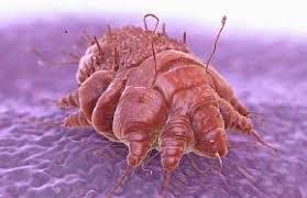 Image result for Sarcoptes scabiei life cycle