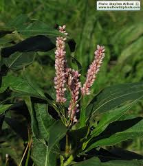 Image result for Persicaria senegalensis