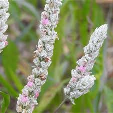 Image result for Justicia betonica