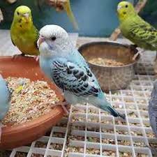 We did not find results for: Pet Stores Near Me That Have Birds