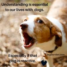 Guild has provided professional indemnity insurance in australia for over 50 years. Rebeca Mas Writer Sniff Play Bark Linkedin
