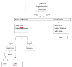 Bacterial Identification Chart Asana Flow Chart Atlas