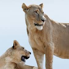 Burberry Goddess es una historia de autodescubrimiento, que se encuentra a  través de la confianza, la fuerza y la bondad. Como una leona, está  impulsada por el deseo y impulsada por la