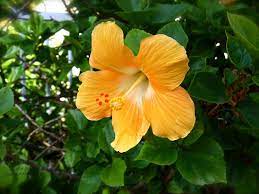 Hibiscus Amazing How Geometric This Is Wonderful Flowers Flowers Hibiscus