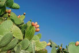 Plus, its leaves (the cactus pads) and fruits. Prickly Pear Stops Histamine Inflammation Stabilises Mast Cells Healing Histamine