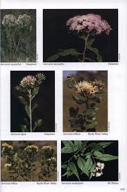 Image result for Vernonia tigna
