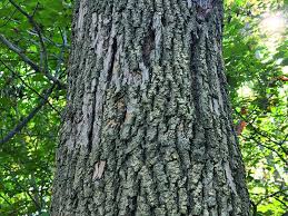 Davey Tree acquires Michigan firm Arbor Tree Service