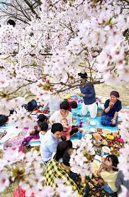People Enjoy The Hanami Flower Viewing Party Under Enjoy Flower Hanami Osaka Party People Viewing Hanami Cherry Blossom Japan Cherry Blossom