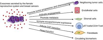 The libra woman is attracted to beautiful and luxurious things while the cancer man rather be spending his time at home. The Role Of Exosomes In The Female Reproductive System And Breast Canc Ott