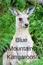 Kangaroos In The Blue Mountains Blue Mountains Insider Blue Mountain Blue Mountains Day Trip The Blue Mountains