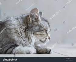 Profile Tender Silver Tabby Cat Siberian Stock Photo 674508184 |  Shutterstock