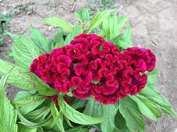 Image result for Celosia
