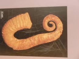 Image result for Ancylobothrys