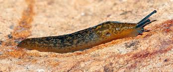 Image result for Humularia reekmansii