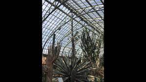 At Nearly 34 Feet Tall Garfield Park S Agave Plant Is Through The Roof Chicago News Wttw