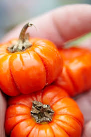 Image result for Solanum aethiopicum