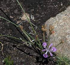 Image result for Moraea elliotii