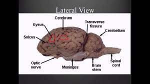 Sheep Brain Dissection Guide Youtube