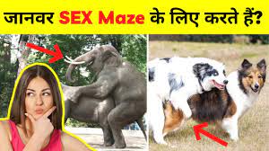 जानवर SE*X Maze के लिए करते हैं? Why Do Animals Have Se*x for Pleasure? |  21 Shocking facts in Hindi - YouTube