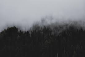 If you're in search of the best forest desktop wallpaper, you've come to the right place. Aesthetic Forest Hd Wallpapers Wallpaper Cave