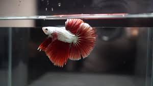 Its primary uses are to craft the ancient bell, rage potions and obsidian skin potions. Premium Red Dragon Scale Halfmoon Hm Betta B24 Youtube