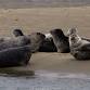 CRESLI Seal Cruise aboard the R/V Peconic around event image