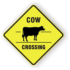 Image result for Long Ride: Cattle Crossing