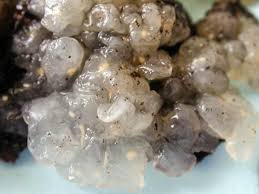 Image result for Exidia nucleata