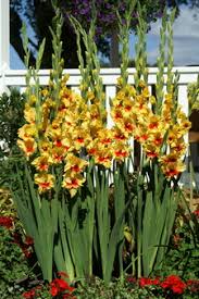 Your question has been sent successfully. Jester Yellow Glad Bulbs Order Gladiolus Bulbs Online Wholesale Nagels Wholesale Glad Corms Bulb Suppliers