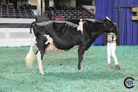 Grand National Holstein Junior Show 2019