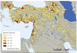 Image result for Pycreus fluminalis