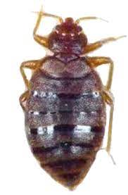 Burge pest control is a company offering a powerful pest control service. Bed Bug Exterminator Pro Pest Control Services