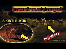 Safkan Disi Ve Erkek Kangal Youtube