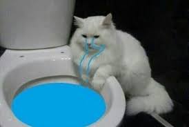 Mood Fotolari Iste Hayvanlar Alem I 2 Hayvanlar Komik Kediler Komik Hayvan