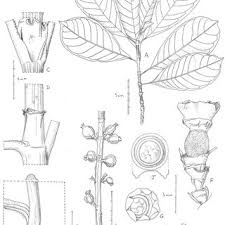 Image result for Rhaptopetalum evrardii