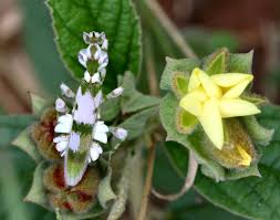 Image result for Melhania acuminata