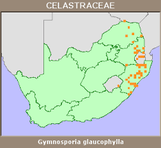 Image result for Gymnosporia glaucophylla