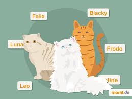 Sowohl klassiker als auch moderne namen. Beliebte Katzennamen Markt De