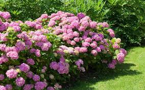 The perennial is an open rank, 4v4 osu! What Does Perennial Biennial And Annual Plants Mean