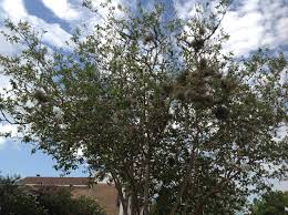 Moss contains lice, mites, and chiggers. What Is Ball Moss Doing To Your Tree